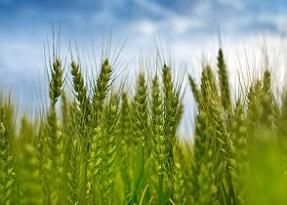 wheat803_97.jpg