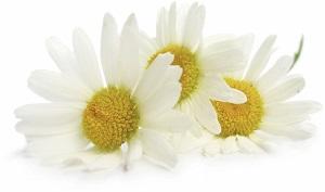 photo-of-feverfew-flowers.jpg