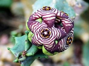 photo-of-caralluma-fimbriata.-europaea-syn