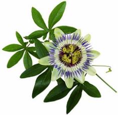 photo-of-passionflower-plant.jpg