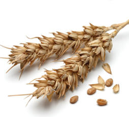 new-wheat.jpg