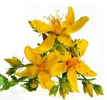 flower-of-st-john-s-wort.jpg