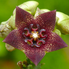 photo-of-caralluma-fimbriata-plant.png