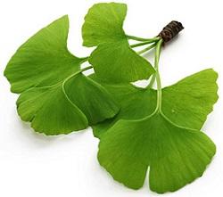 ginkgo-biloba-leaf.jpg
