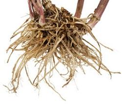 photo-of-valerian-root.jpg