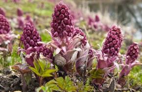 photo-of-butterbur-plant.jpg