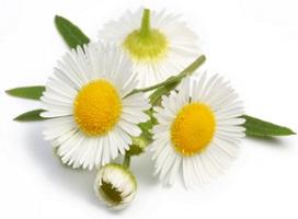 photo-of-chamomile-flower570_8.jpg