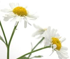 flower-of-feverfew-plant.jpeg
