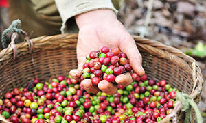 coffee-farm.jpg