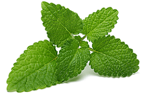 photo-of-lemon-balm.png