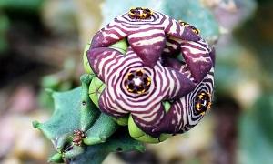 photo-of-caralluma-fimbriata-plant614_947.-europaea-syn