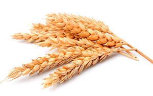 wheat.jpg