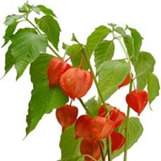 photo-of-ashwagandha-plant.jpg