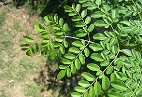 photo-of-moringa-leaves.jpg