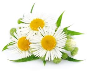 photo-of-chamomile-flower.jpg