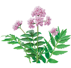 photo-of-valerian-plant.png