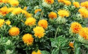 photo-of-safflowers.jpg