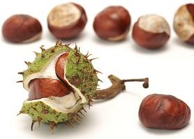 photo-of-horse-chestnut-seed671_414.jpg