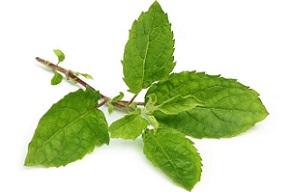 photo-of-holy-basil-leaf.jpg