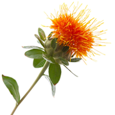 photo-of-safflower.png