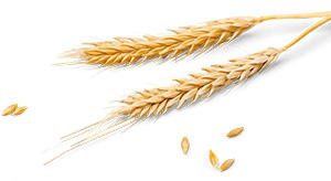 wheat-image.jpg