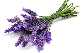 photo-of-lavender.jpg