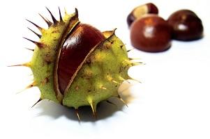 photo-of-horse-chestnut-seed.jpg