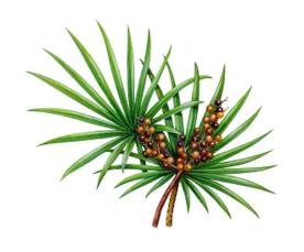 photo-of-saw-palmetto-plant750_933.jpg