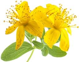 photo-of-st-john-s-wort.jpg