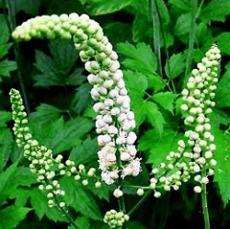 photo-of-black-cohosh-plant.jpg