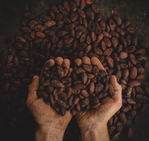 Hands Full of Cocoa