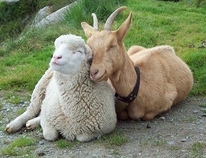 Photo of Goat and Sheep