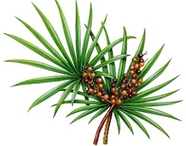 Saw Palmetto for Hair Loss