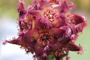 Photo of Caralluma Plant for Weight Loss