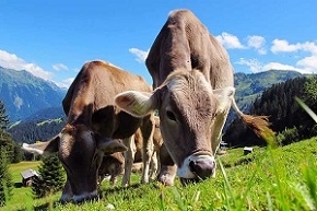 Photo of Cows Eating Grass