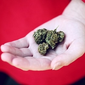 kush on person's palm