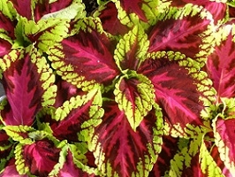 photo-of-forskolin-plant.jpg